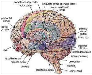 Brain_2 Brain_2